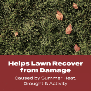 Grass with fall leaves on it. 